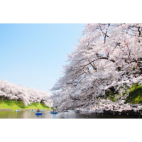 日本さくら名所100選